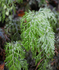Hymenophyllum demissum