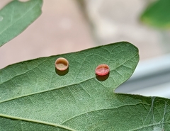 Neuroterus albipes