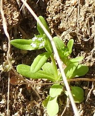 Valerianella locusta