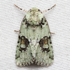 Lacinipolia implicata