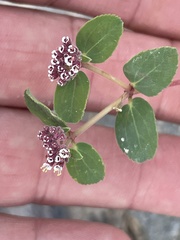 Euphorbia tomentulosa