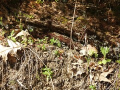 Valerianella locusta