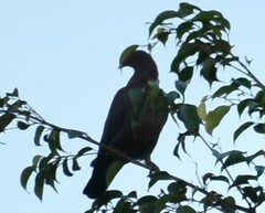 Patagioenas flavirostris