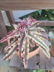 Cryptanthus