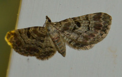 Eupithecia abietaria