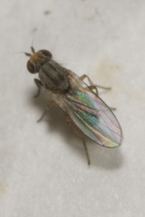 Trixoscelis frontalis