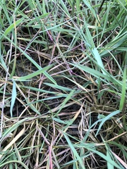 Agrostis stolonifera