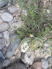 Euphorbia tomentulosa