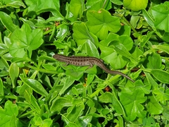 Trachylepis capensis