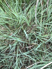 Agrostis stolonifera