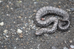 Crotalus transversus