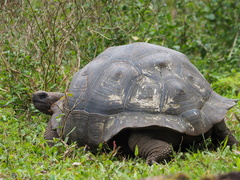 Chelonoidis niger porteri