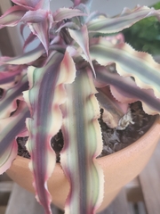 Cryptanthus