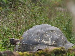 Chelonoidis niger porteri