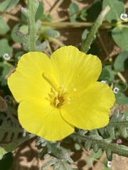 Eulobus sceptrostigma