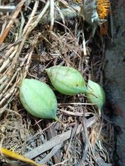 Passiflora bryonioides