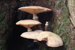 Armillaria ostoyae