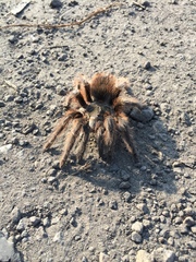 Dugesiella anitahoffmannae