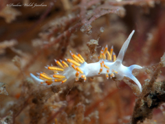 Flabellina dushia