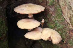 Armillaria ostoyae
