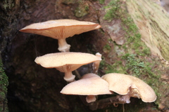 Armillaria ostoyae