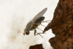 Trixoscelis frontalis