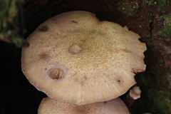 Armillaria ostoyae
