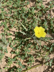 Eulobus sceptrostigma