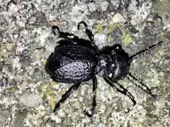 Eurymeloe
