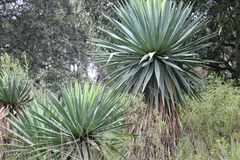 Furcraea parmentieri