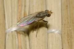 Trixoscelis frontalis