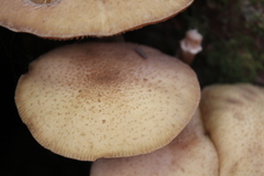 Armillaria ostoyae