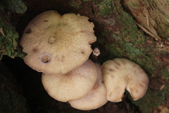 Armillaria ostoyae