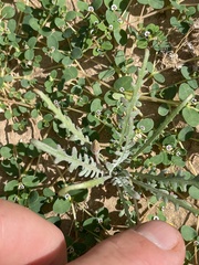 Eulobus sceptrostigma