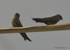 Ptyonoprogne concolor