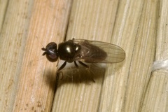 Oscinellinae