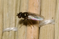 Oscinellinae