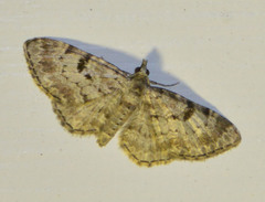 Eupithecia abietaria