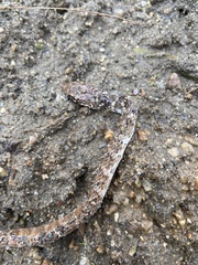 Masticophis flagellum piceus