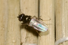 Oscinellinae