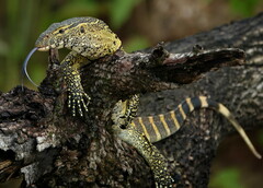 Varanus niloticus