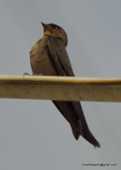 Ptyonoprogne concolor