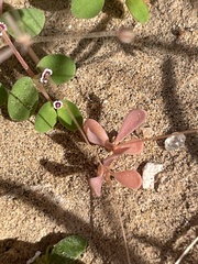 Hypertelis umbellata