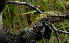 Varanus niloticus
