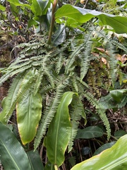 Sticherus owhyhensis