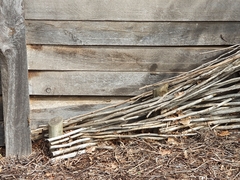 Lygodactylus capensis