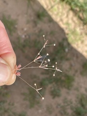 Hypertelis umbellata