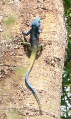 Acanthocercus ugandaensis