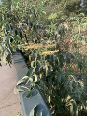 Sambucus cerulea