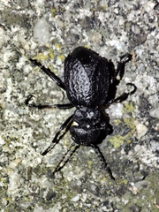 Eurymeloe